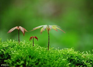 草本推荐：紫茉莉、 美人蕉、彩叶草