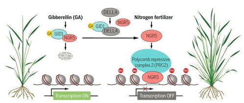 小麦赤霉病的烦恼