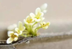 假臭草叶细茎粗，花小穗密