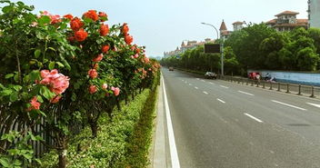 宁波市道路绿化植物调查及适宜种筛选