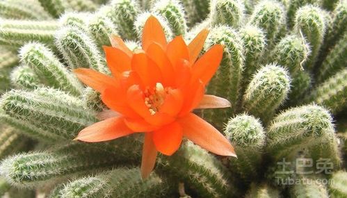 仙人掌或仙人球：庭院绿化美化佳品