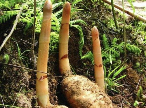 芦笋作为多年生植物，其生长习性与繁殖方式是否与一般植物有所不同