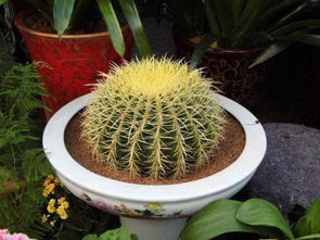 昌平花卉市场新址探秘