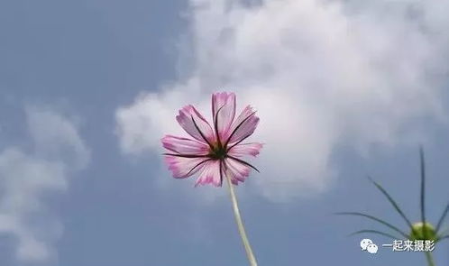 野生菊花怎么拍好看？构图技巧让你拍出大片感