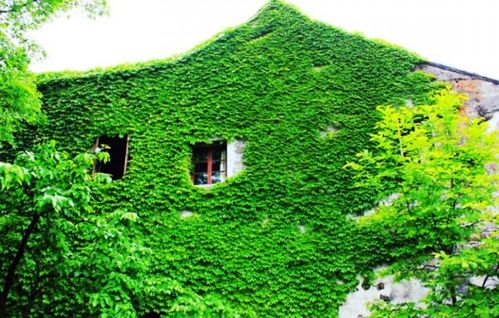 爬山虎为什么不能种植在室内？