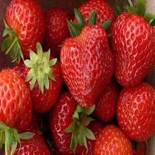 昆明：春城里的绿色宝藏