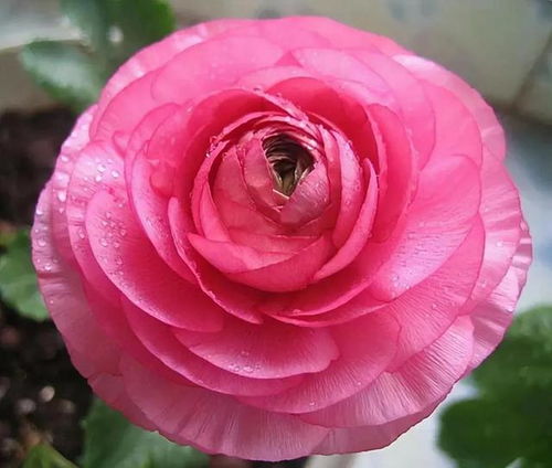 花毛茛球根如何保存？拆分一球根