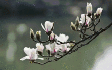 玉兰水土不服的困扰