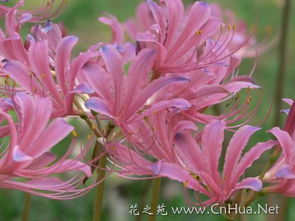 玫瑰石蒜，神秘花语