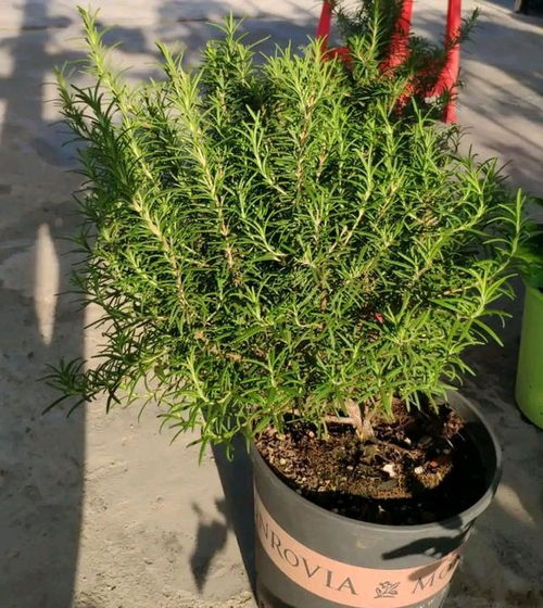 迷迭香更适合浅盆还是深盆种植？哪种种植方式更有利于其生长