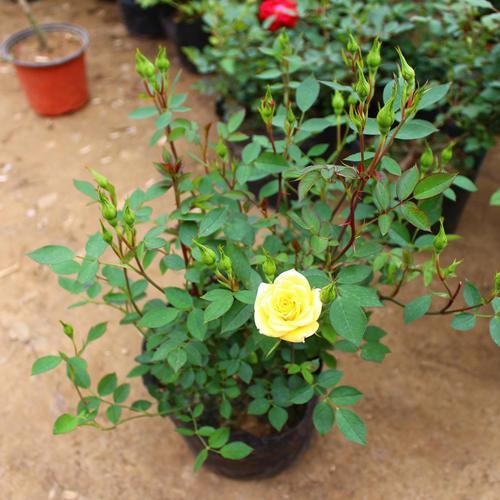 修剪：剪出月季的活力