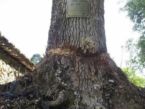 古树遭割，树皮灌除草剂，效果究竟如何？