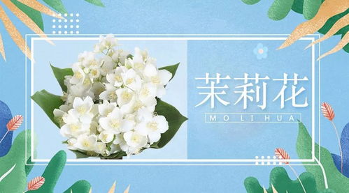 驱蚊植物有哪些？这几种植物让你安心度过夏天