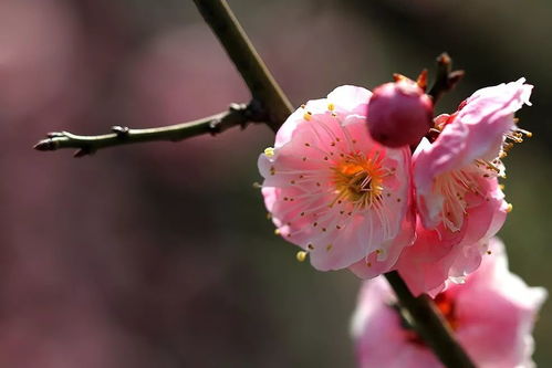 南方种植梅花的技巧