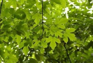 树叶为什么会变黄？是季节变化还是其他神秘因素
