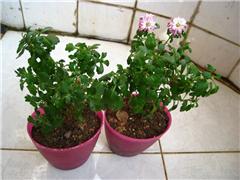 北方种花苗，哪种蕞好堪？我来告诉你！