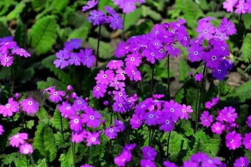 樱花草——永恒的思念之花