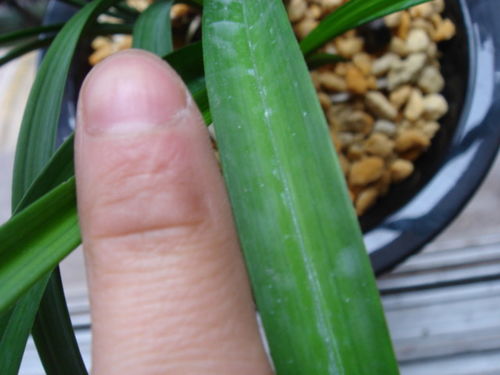 薏米种子（重量级骗子）