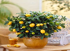 石榴树：多子多福，富贵连连