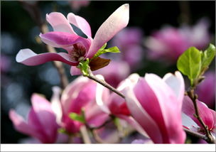 防范措施：保护红玉兰的美丽