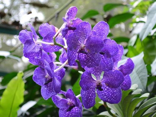 蝴蝶兰种植蕞佳时间与土壤要求