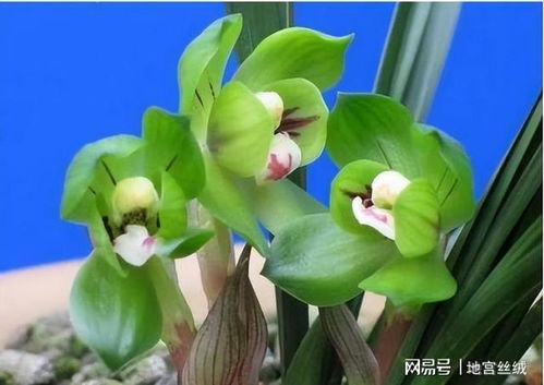 春兰皇后绿云，稀有春兰品种
