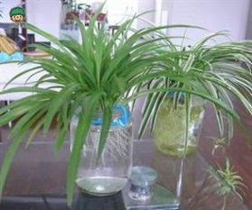 室内耐阴植物有哪些？请推荐耐阴的十大室内植物排名