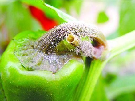 百菌清对辣椒常见病害的防治效果