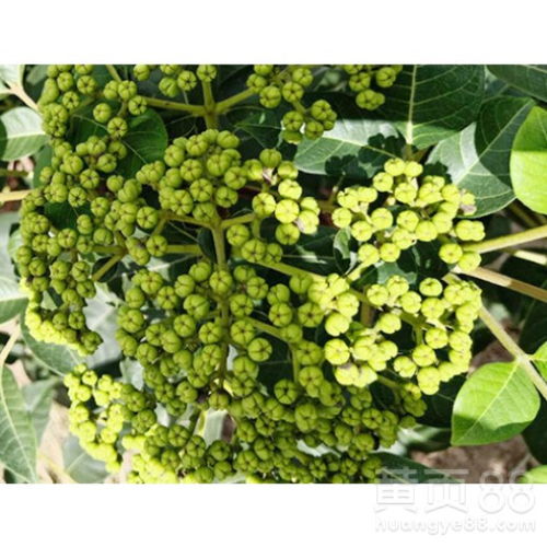 吴茱萸，致富花