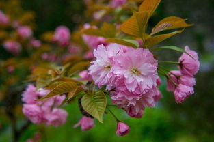 春天呢， 虽然热闹，单是要防冻