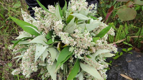 进口蜜源花VS本土柠檬桉