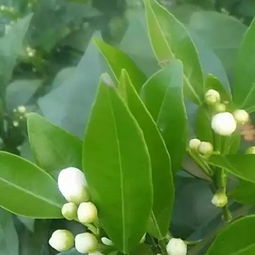 苯醚甲环唑：果树的守护神