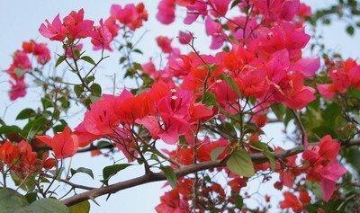 三角梅开花，避开这些误区才是关键！