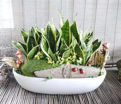 铜钱草：绿油油的铜钱， 生命力旺盛