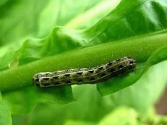 了解药剂特点， 确保水稻健康成长