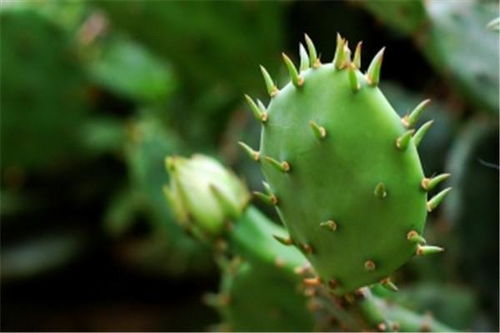 有机除草剂，环保又平安？