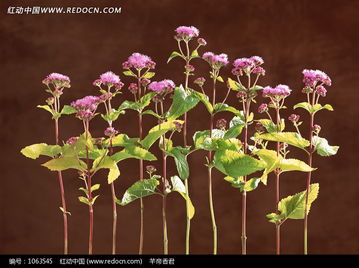 10种常见褐色花：蜜酱Aurora的分享