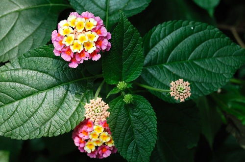 五色梅花种子在什么时间种植最适宜