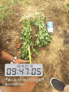 环境危害：土壤和水源的“隐形杀手”