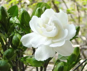 栀子花泡水喝能治什么？这些小毛病或许能缓解