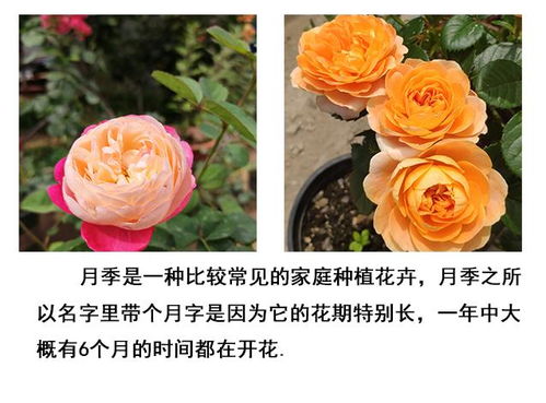 月季的观赏性：花季不断， 色彩斑斓