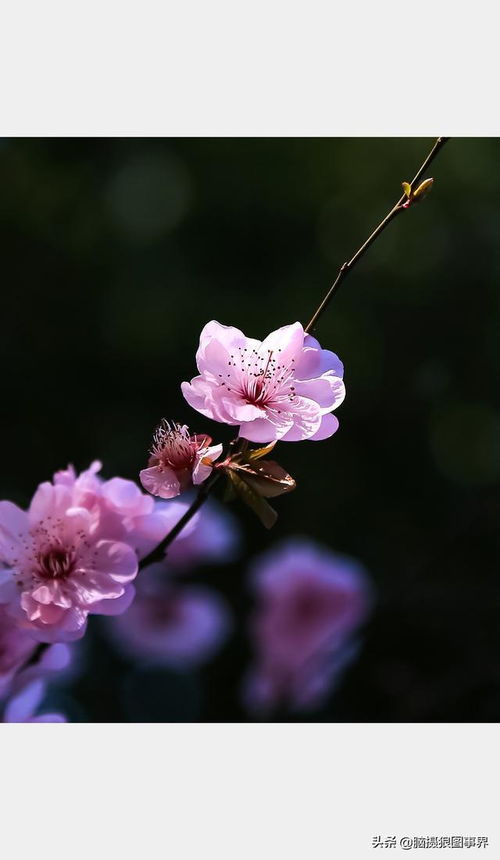 映山红花中怎么拍？光影交织