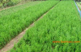 2025年主流产区价格表：别信