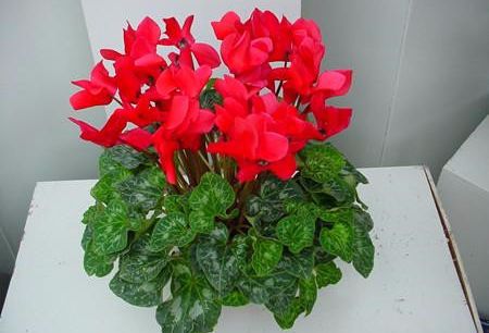 仙客来花生腻虫，如何有效防治