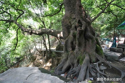 幸福树因蛇皮纹路而得名，为何叫蛇树