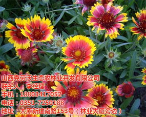 干燥的花种，时间的秘密守护者