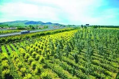 不只是种树， 是造森林家园