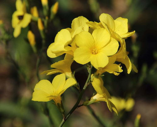 迎春花病虫害防治，你了解多少？