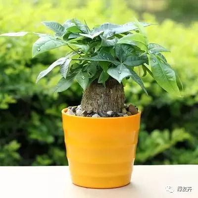 选盆土宜排水透气，种发财树盆具透气佳