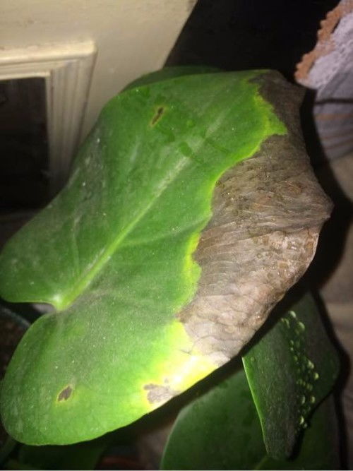 缺水？还是病虫害？先来kankan这些小知识